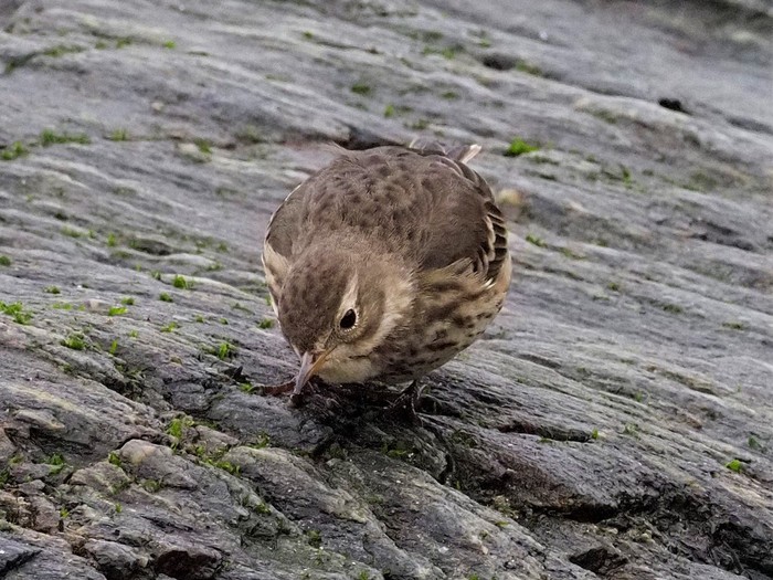 American Buff-bellied Pipit