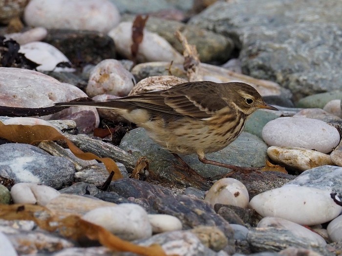 American Buff-bellied Pipit