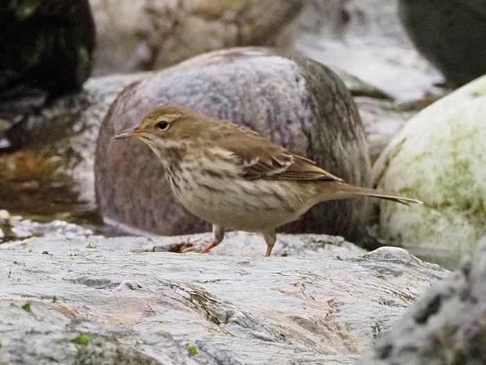 Water Pipit