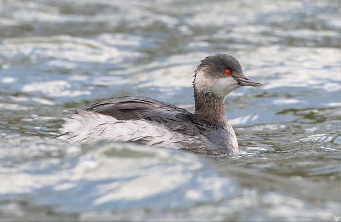 Black-necked Grebe