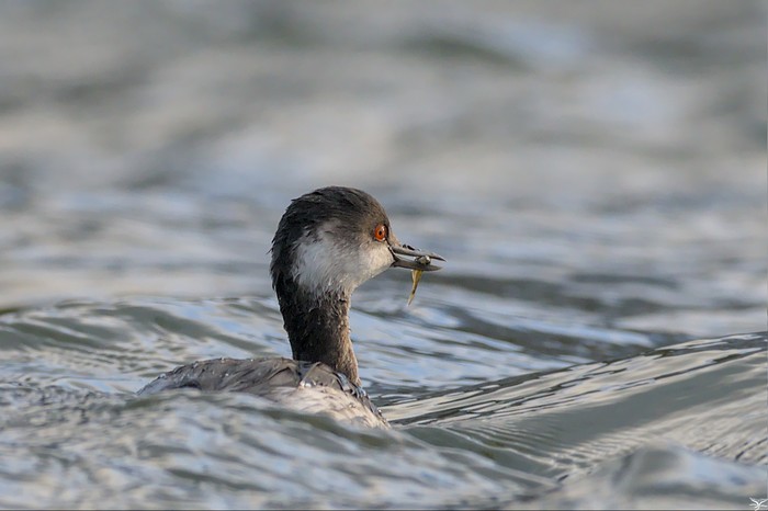 Black-necked Grebe