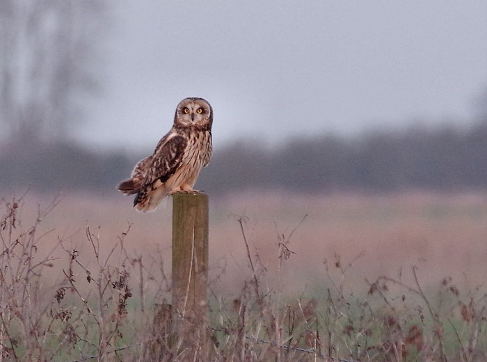 Short-eared Owl