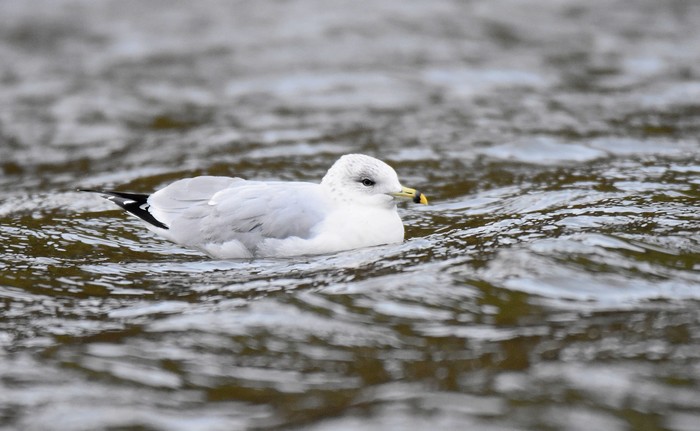 Ring-billed Gull