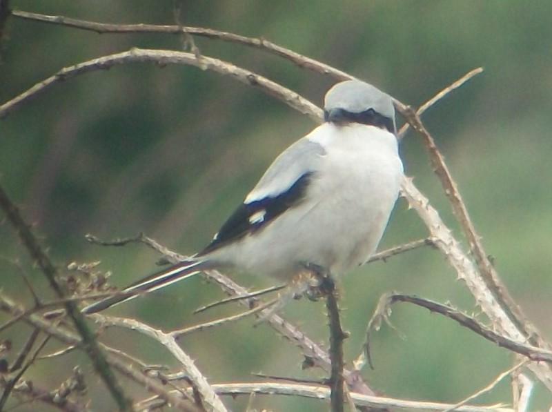 Great Grey Shrike