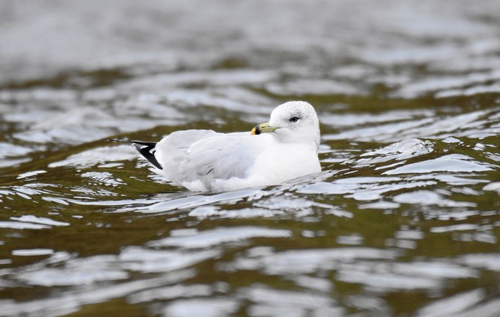 Ring-billed Gull