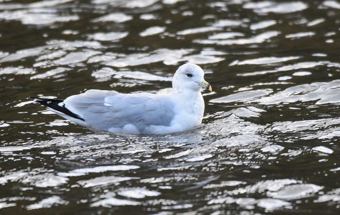 Ring-billed Gull