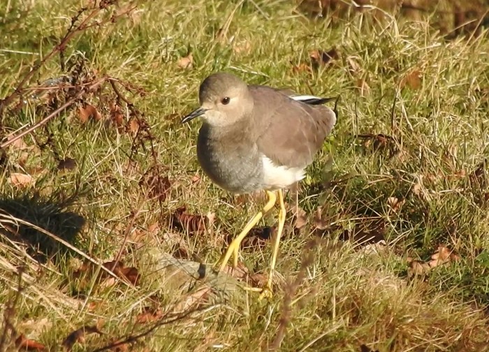 White-tailed Lapwing