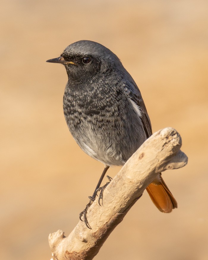 Black Redstart