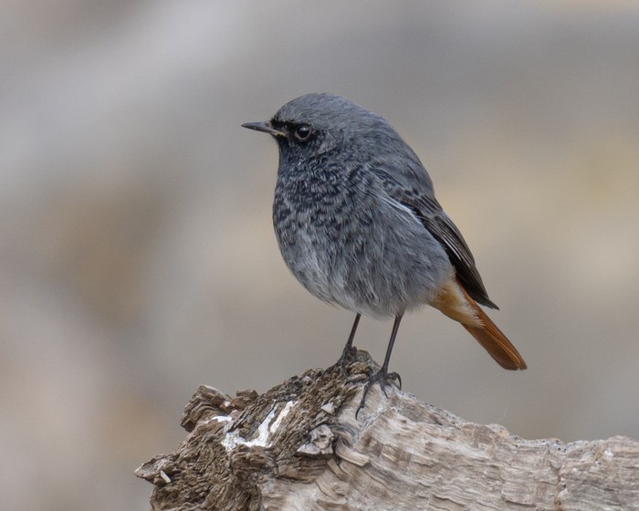 Black Redstart