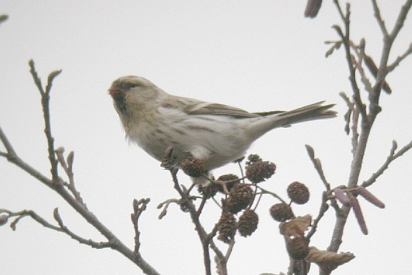 Coues's Arctic Redpoll