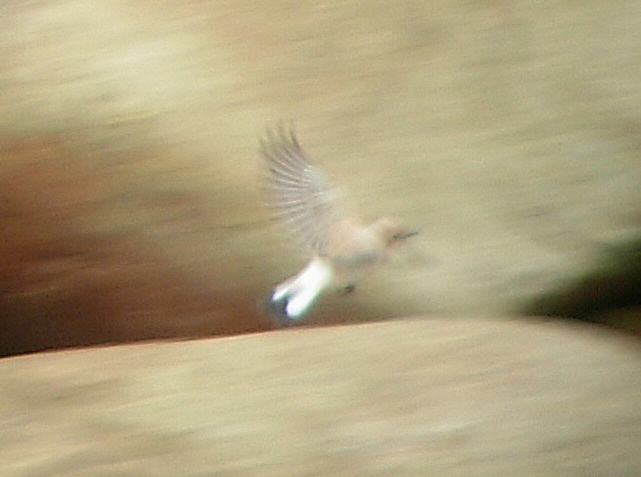 Western Black-eared Wheatear
