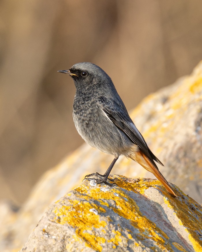 Black Redstart