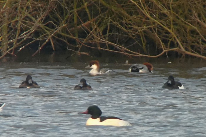 Smew