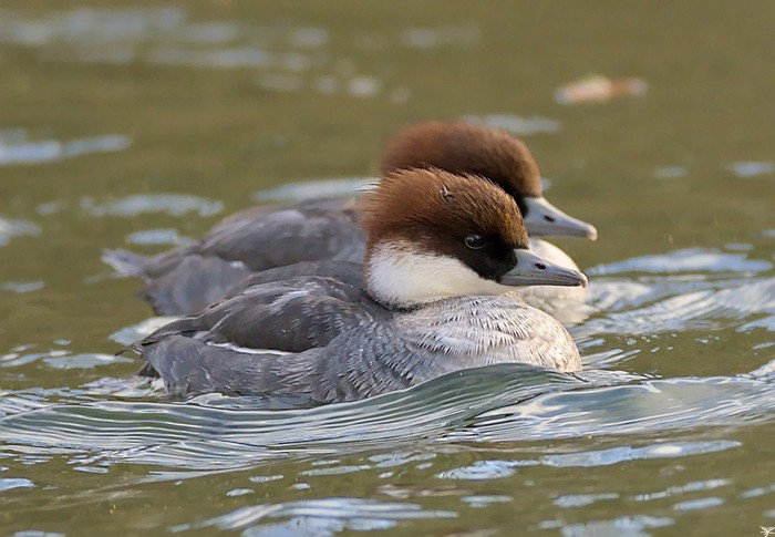 Smew