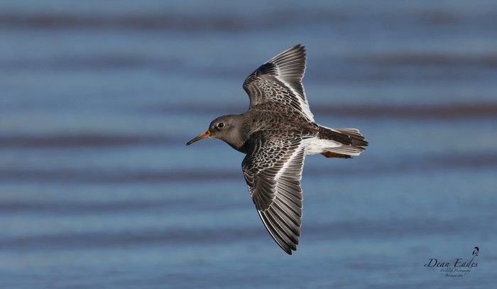 Purple Sandpiper