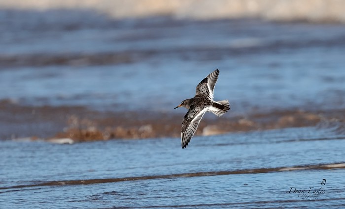 Purple Sandpiper
