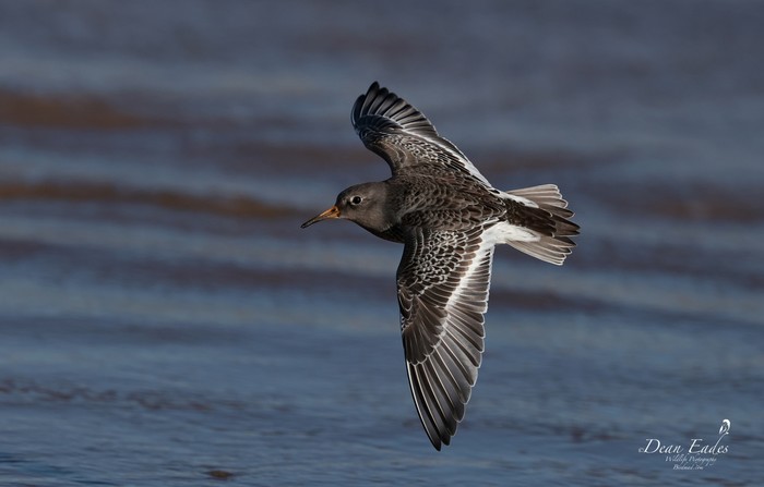 Purple Sandpiper