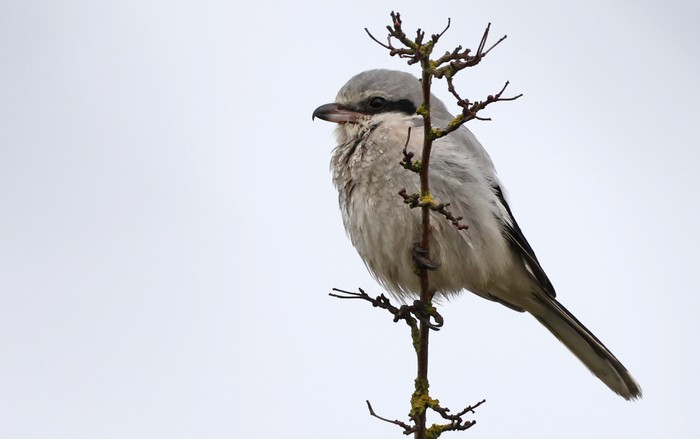Great Grey Shrike