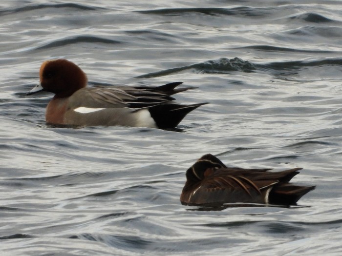 Baikal Teal