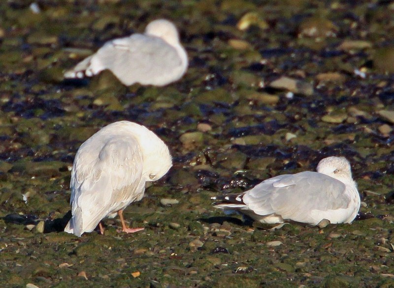 Iceland Gull