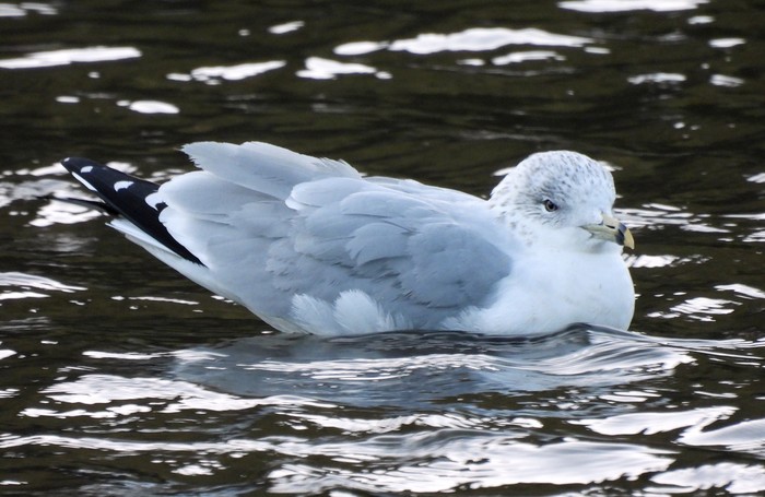 Ring-billed Gull