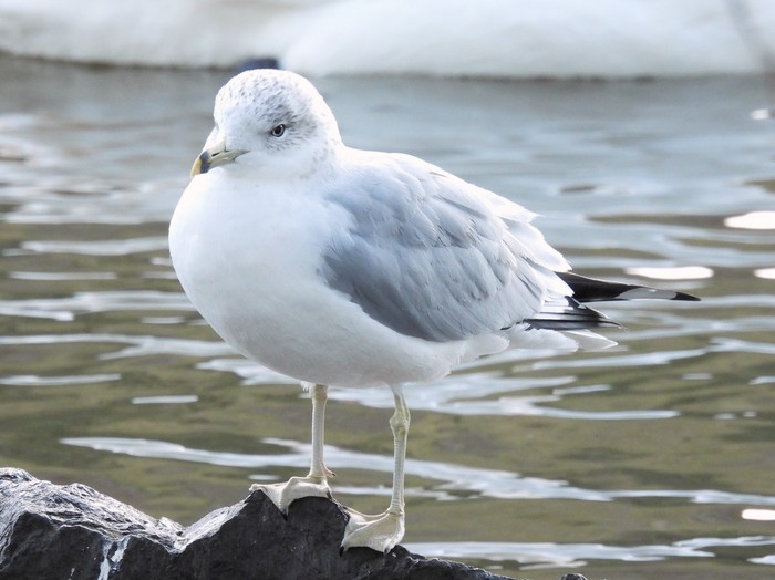 Ring-billed Gull