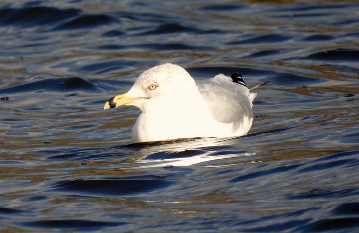 Ring-billed Gull