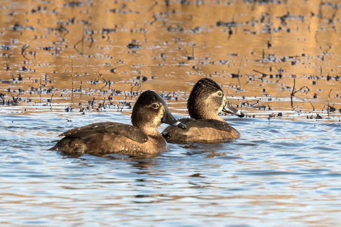 Ring-necked Duck