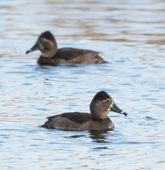 Ring-necked Duck