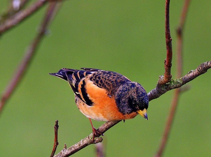 Brambling