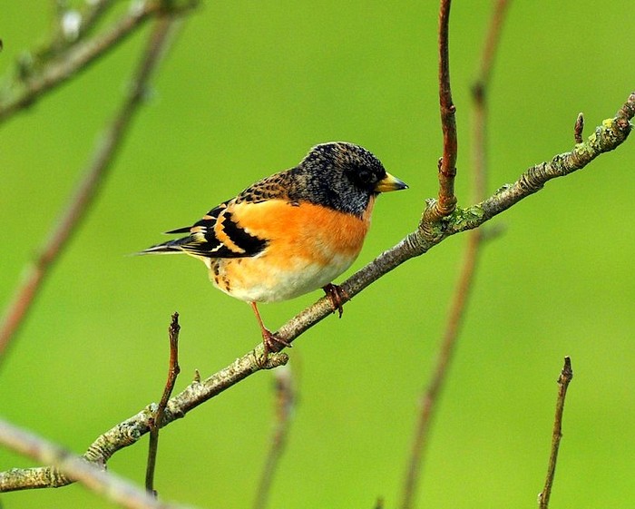 Brambling