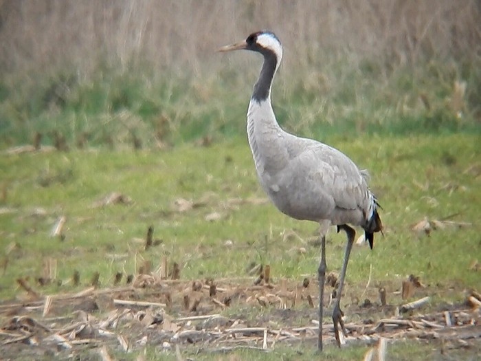 Common Crane