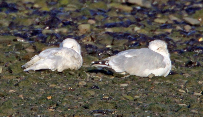 Iceland Gull