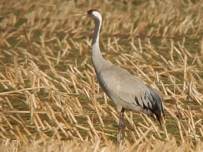 Common Crane