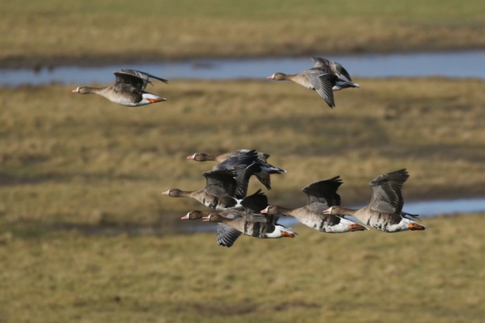 Russian White-fronted Goose