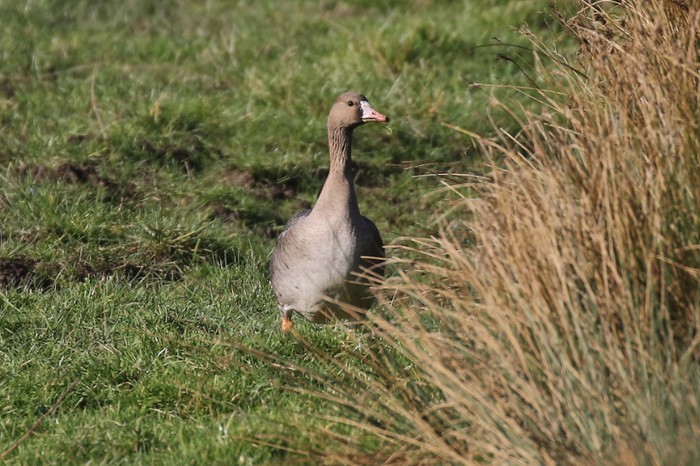 Russian White-fronted Goose