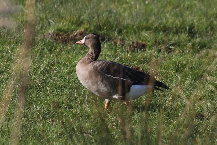Russian White-fronted Goose