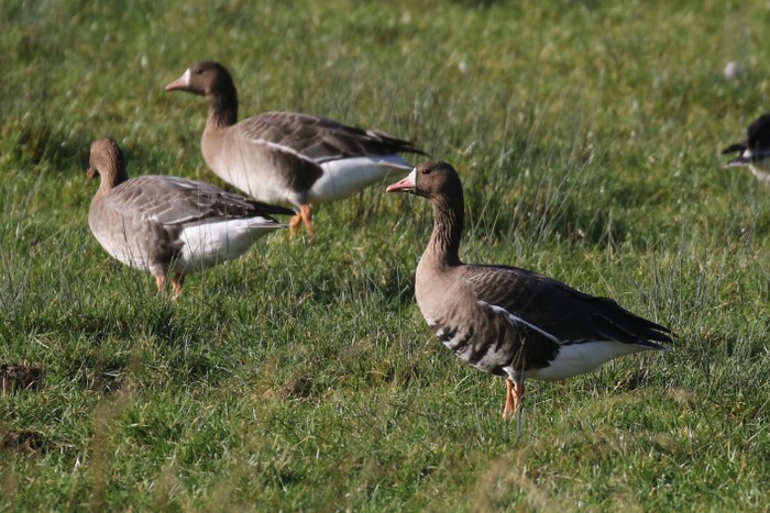 Russian White-fronted Goose
