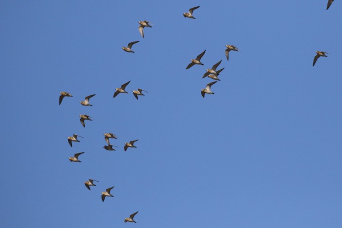 Golden Plover