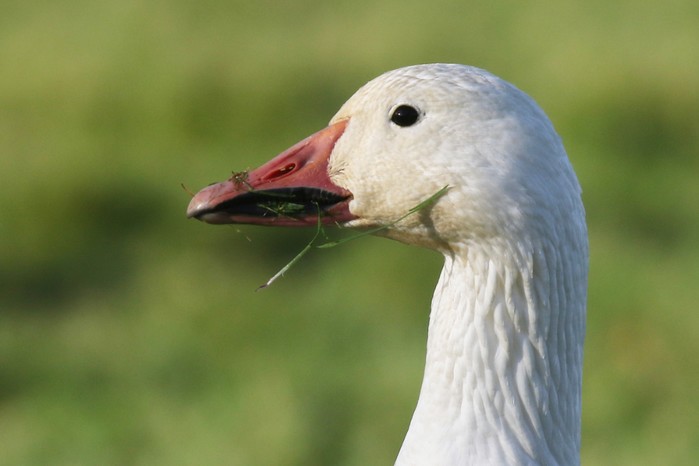 Snow Goose