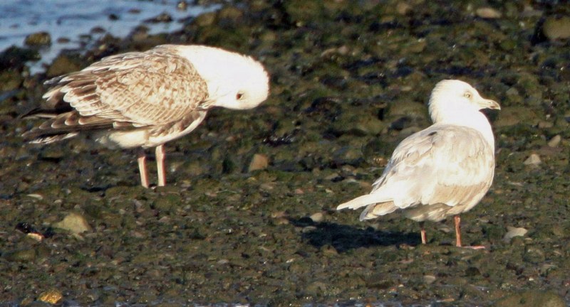 Iceland Gull