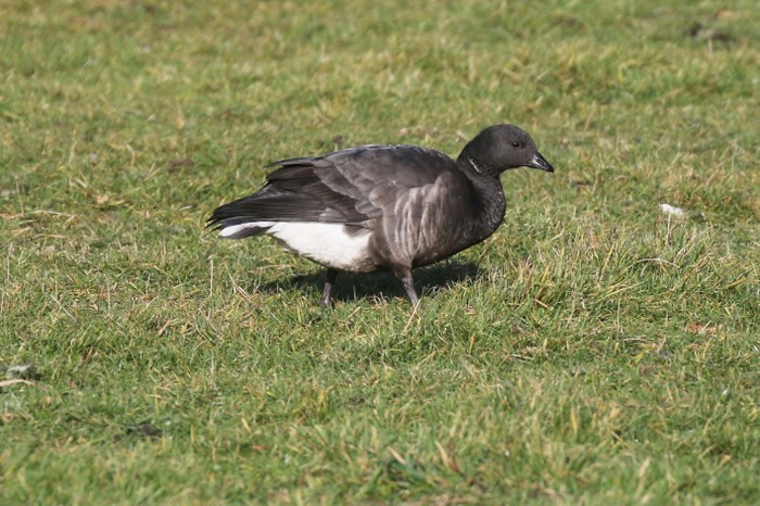Dark-bellied Brent Goose