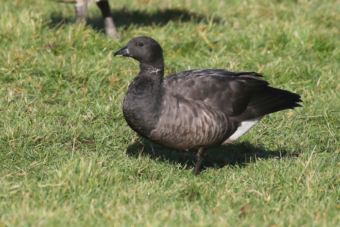 Dark-bellied Brent Goose