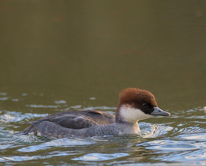 Smew