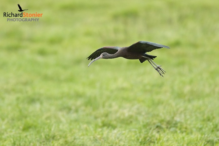 Glossy Ibis