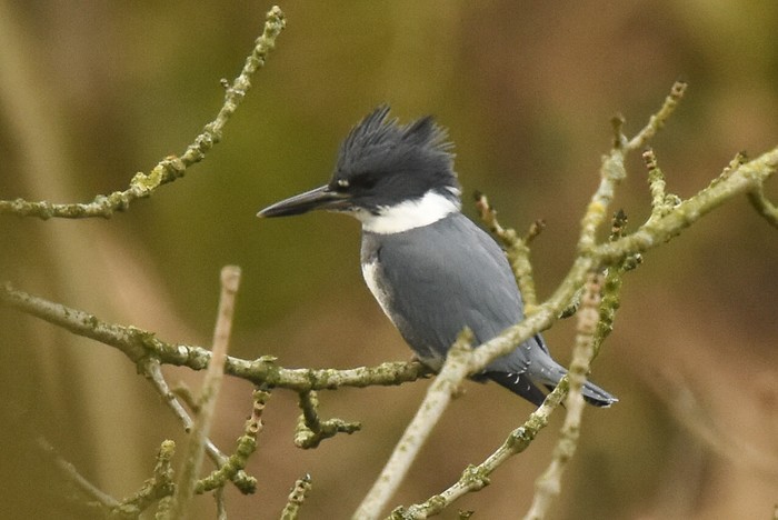 Belted Kingfisher