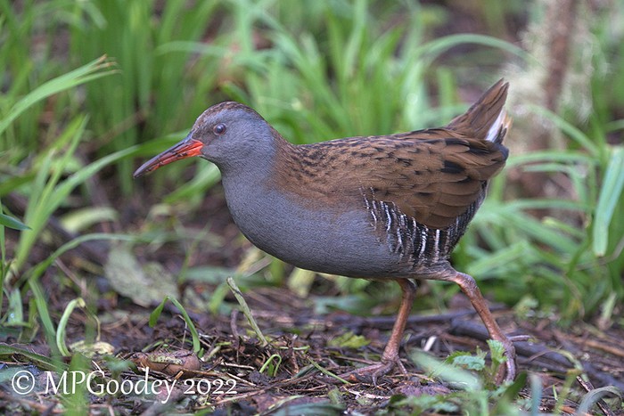 Water Rail