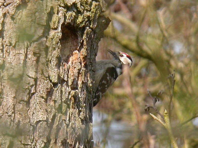 Lesser Spotted Woodpecker