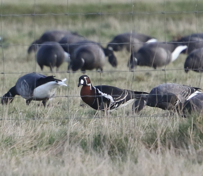 Red-breasted Goose