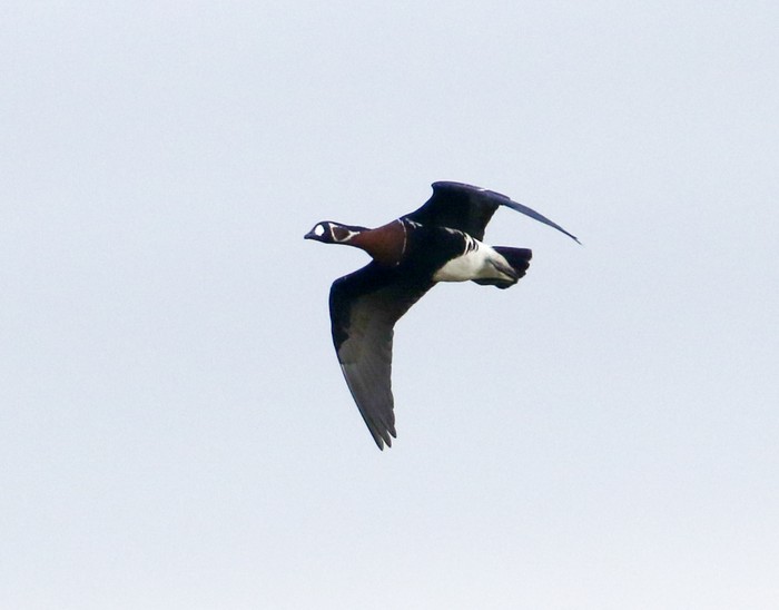 Red-breasted Goose